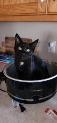 Reunited Male Cat last seen Hall and Baker St W, West Saint Paul, MN 55118