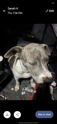 Lost Male Dog last seen Oliver and douglas, Wichita, KS 67220