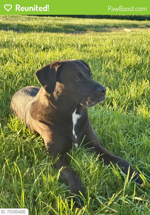 Reunited Male Dog last seen Fowler Creek Park, Evergreen, San Jose, San Jose, CA 95135