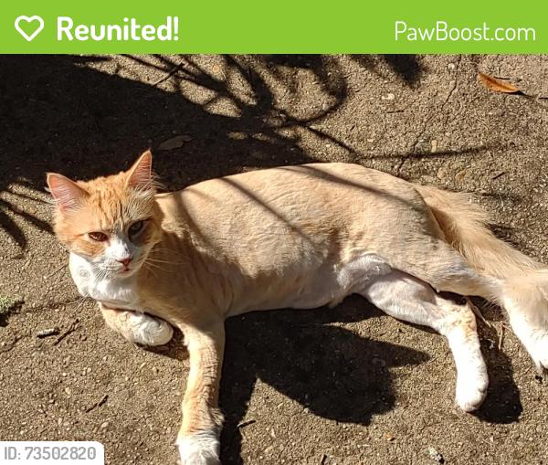 Reunited Male Cat last seen Postell and Broadway Saint Simons Island, St. Simons Island, GA 31522