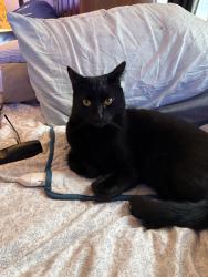 Reunited Male Cat last seen 17th cedar, Tacoma, WA 98465