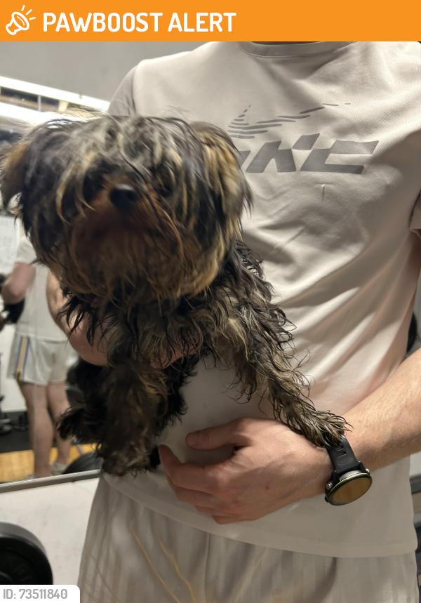 Found/Stray Female Dog last seen St John The Baptist Church, Portadown, Northern Ireland 