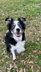 Reunited Male Dog last seen Bee Cave Road, Austin, TX 78746