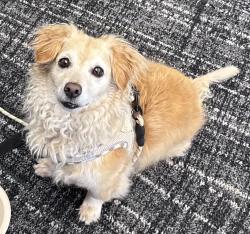 Reunited Female Dog last seen Near Newhall Rd, Charlotte, NC 28270