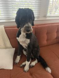 Reunited Female Dog last seen Winged Foot Circle Valley Center 92082, Valley Center, CA 92082