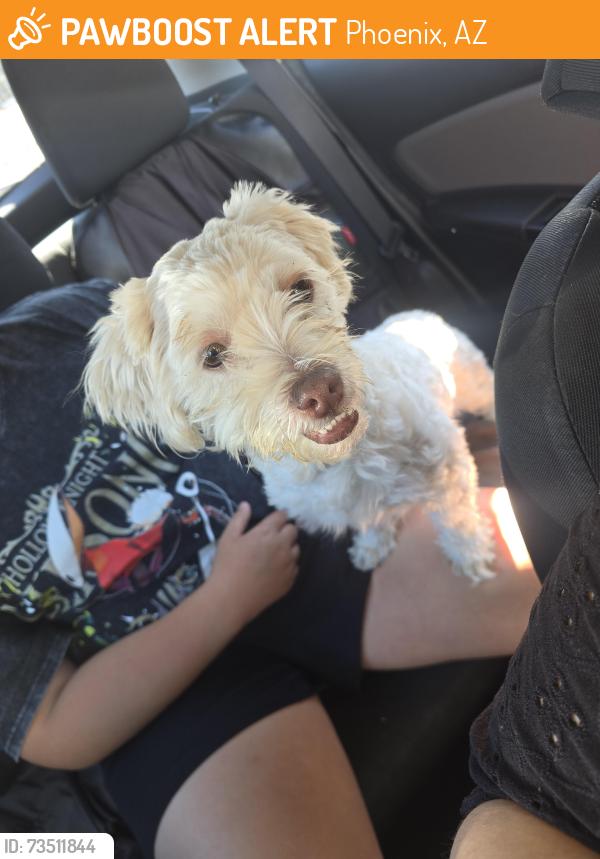 Found/Stray Female Dog last seen 40th St & McDowell, Phoenix, AZ 85008