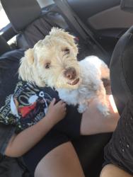 Found/Stray Female Dog last seen 40th St & McDowell, Phoenix, AZ 85008