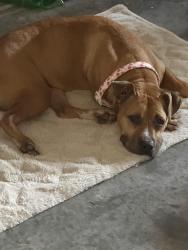 Found/Stray Female Dog last seen Masons Bend Drive, Fort Mill, SC 29715