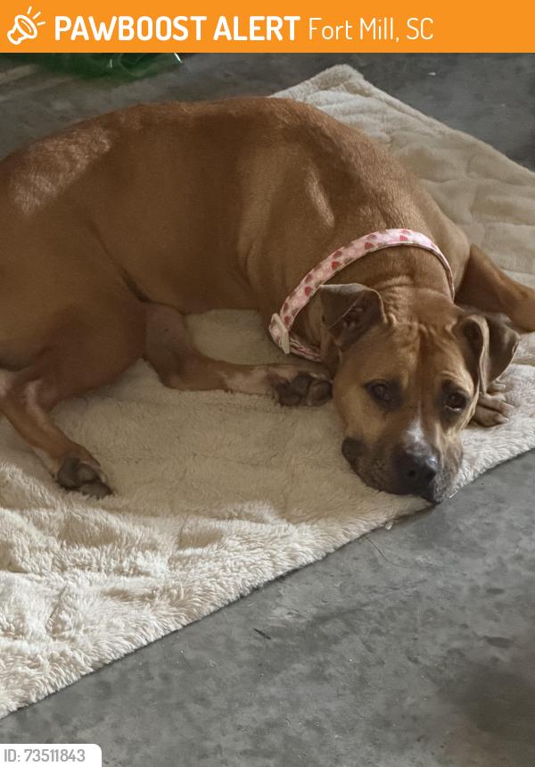 Found/Stray Female Dog last seen Masons Bend Drive, Fort Mill, SC 29715