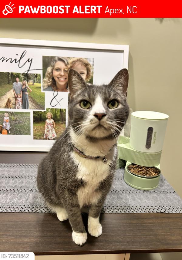 Lost Male Cat last seen Bally Shannon Way in Scott’s Laurel, Apex, NC 27539
