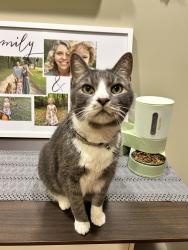 Lost Male Cat last seen Bally Shannon Way in Scott’s Laurel, Apex, NC 27539