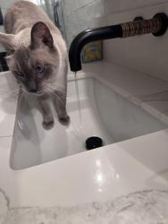 Reunited Male Cat last seen Briarglen and Springbrook North, Irvine, CA 92614