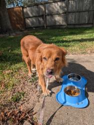 Reunited Female Dog last seen Susan Ct and Vickery Dr in Sugar Land, Sugar Land, TX 77498