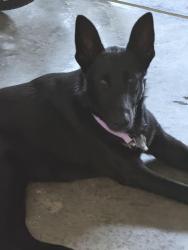 Found/Stray Male Dog last seen Masons Bend Drive, Fort Mill, SC 29715
