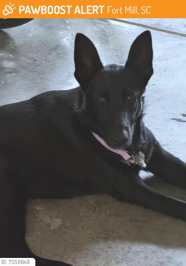 Found/Stray Male Dog last seen Masons Bend Drive, Fort Mill, SC 29715