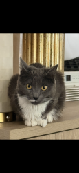 Lost Female Cat last seen Borbas Pharmacy, Brooklyn, NY 11214
