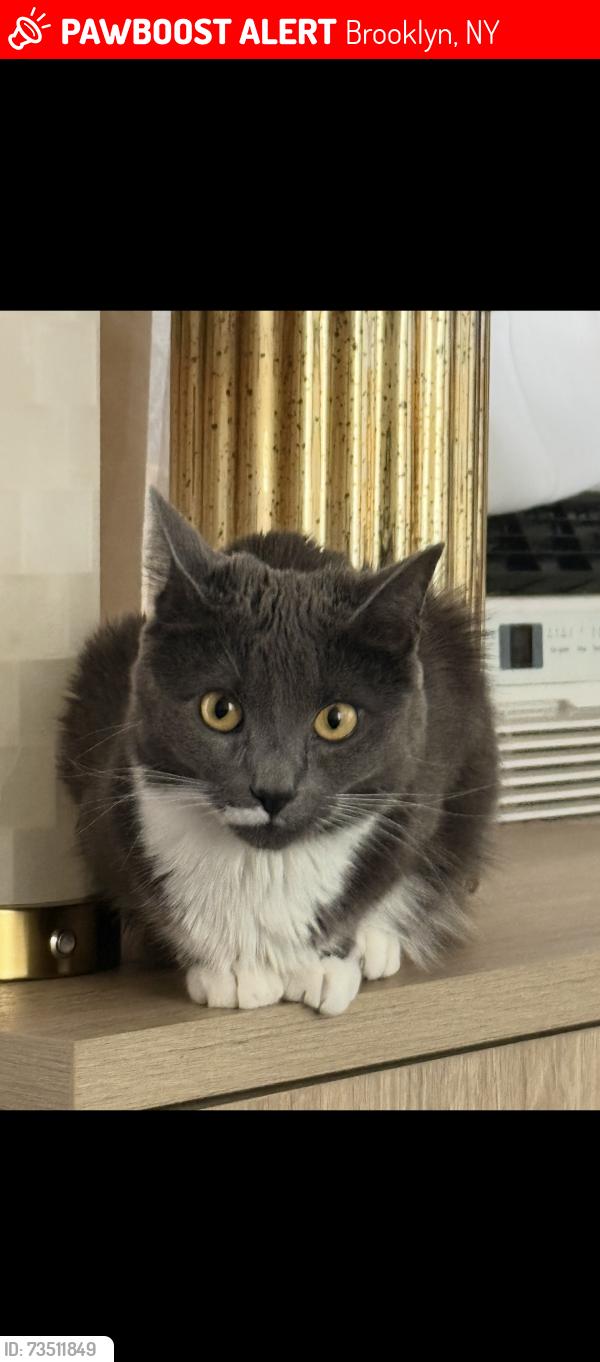 Lost Female Cat last seen Borbas Pharmacy, Brooklyn, NY 11214