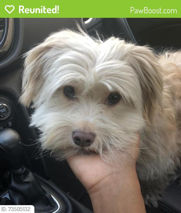Reunited Male Dog last seen Sultana and 8th near Olivedale Park, Upland, CA 91786
