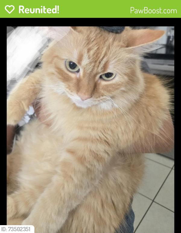 Reunited Female Cat last seen country club rd, Oklahoma City, OK 73159