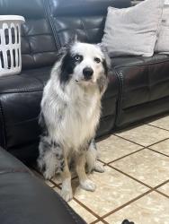Reunited Male Dog last seen Sherry street and Kent drive, Arlington, TX 76010