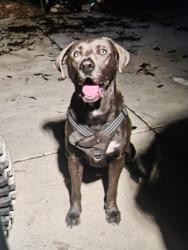 Lost Male Dog last seen Highland and State St, San Bernardino, CA 92407