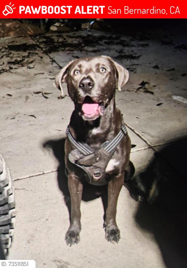 Lost Male Dog last seen Highland and State St, San Bernardino, CA 92407