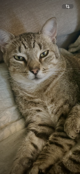 Lost Male Cat last seen 60th st SW, 1 mile north of rochester airport, Rochester, MN 55902