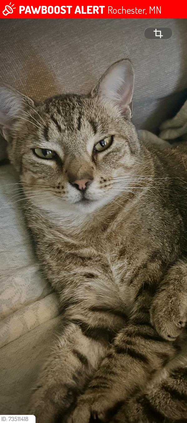Lost Male Cat last seen 60th st SW, 1 mile north of rochester airport, Rochester, MN 55902