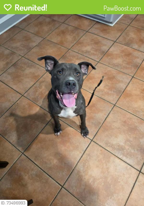 Reunited Male Dog last seen Petrosky elementary, Houston, TX 77083
