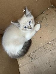 Lost Male Cat last seen Adelaide ave, Warwick, RI 02886