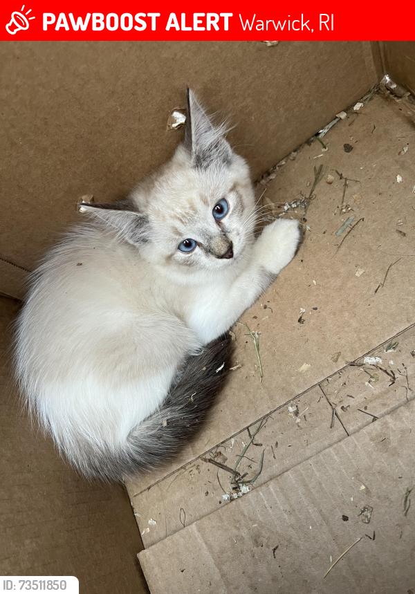 Lost Male Cat last seen Adelaide ave, Warwick, RI 02886