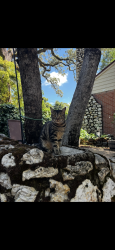 Lost Female Cat last seen Grace st, Auburn, CA 95603
