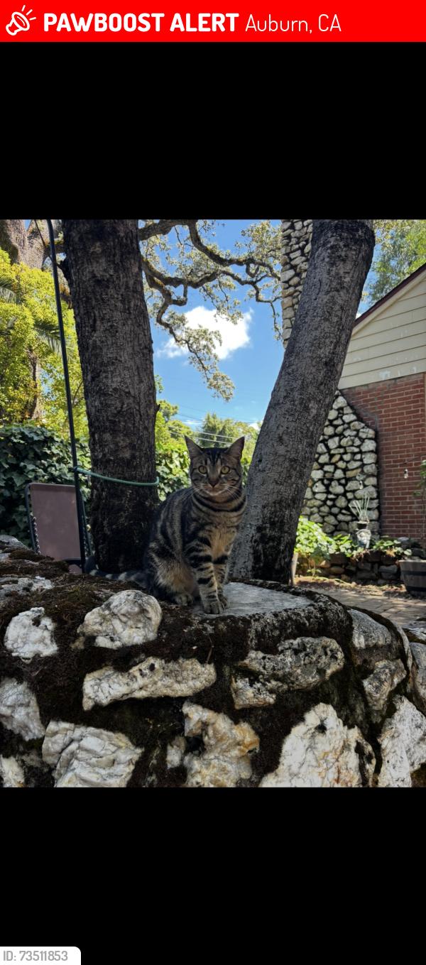 Lost Female Cat last seen Grace st, Auburn, CA 95603