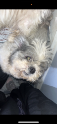 Lost Male Dog last seen galloway 439a poplar ave, Galloway, NJ 08205