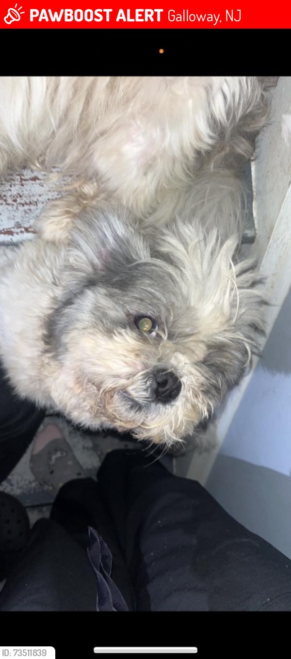 Lost Male Dog last seen galloway 439a poplar ave, Galloway, NJ 08205