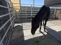 Shelter Stray Male Livestock last seen Near BLOCK ROAD 236, DUCOR, CA, Visalia, CA 93292, USA