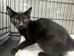Shelter Stray Male Cat last seen , 14409 Vanowen St, Van Nuys, CA 91405, USA