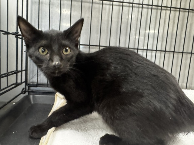 Shelter Stray Male Cat last seen , 14409 Vanowen St, Van Nuys, CA 91405, USA