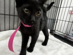 Shelter Stray Male Cat last seen , 14409 Vanowen St, Van Nuys, CA 91405, USA