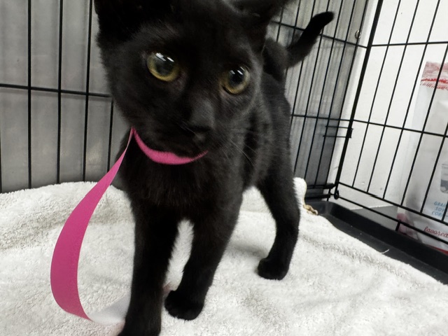 Shelter Stray Male Cat last seen , 14409 Vanowen St, Van Nuys, CA 91405, USA