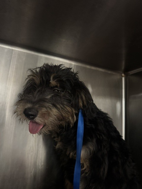 Shelter Stray Female Dog last seen , 14409 Vanowen St, Van Nuys, CA 91405, USA