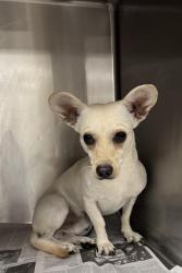 Shelter Stray Male Dog last seen , 14409 Vanowen St, Van Nuys, CA 91405, USA