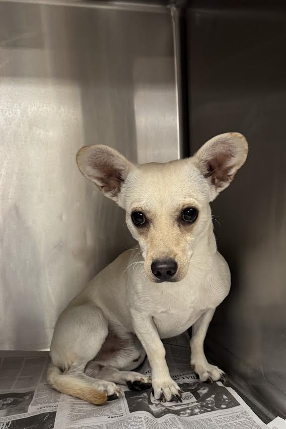 Shelter Stray Male Dog last seen , 14409 Vanowen St, Van Nuys, CA 91405, USA