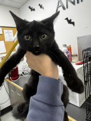 Shelter Stray Female Cat last seen , 14409 Vanowen St, Van Nuys, CA 91405, USA