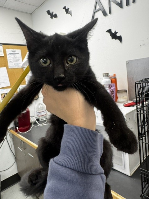 Shelter Stray Female Cat last seen , 14409 Vanowen St, Van Nuys, CA 91405, USA
