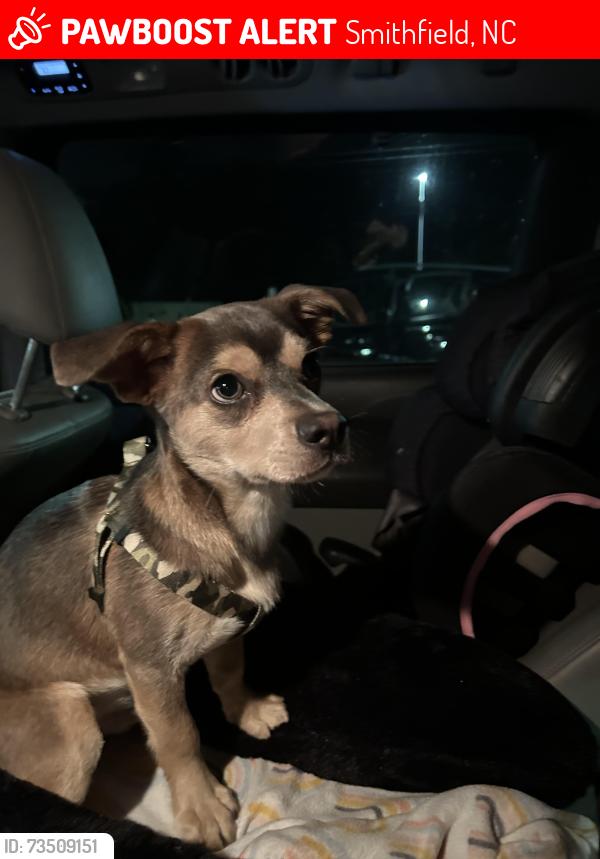 Lost Male Dog last seen stancil st Smithfield nc 27577, Smithfield, NC 27520
