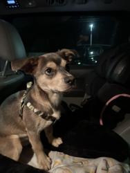 Lost Male Dog last seen stancil st Smithfield nc 27577, Smithfield, NC 27520
