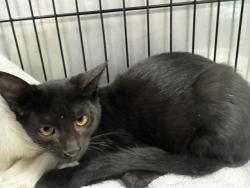 Shelter Stray Male Cat last seen , 14409 Vanowen St, Van Nuys, CA 91405, USA