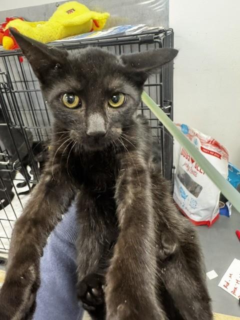Shelter Stray Male Cat last seen , 14409 Vanowen St, Van Nuys, CA 91405, USA
