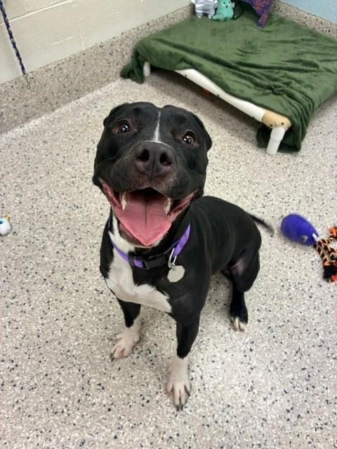 Shelter Stray Female Dog last seen QUEBEC ST AND E 128TH AVE, 12155 Park Blvd, Brighton, CO 80601, USA